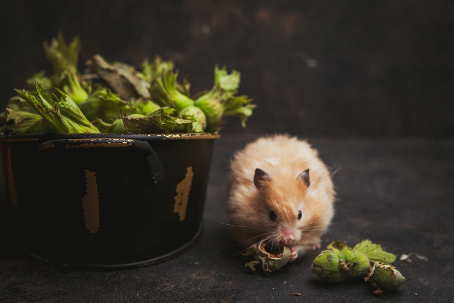 Hawx Pest Control Handles Persistent Rodent Problems