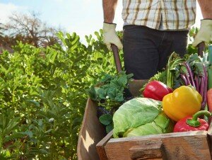 http://www.shutterstock.com/pic-172534508/stock-photo-farmer-harvesting-organic-vegetables-on-a-sustainable-farm-growing-seasonal-produce-on-a-wheelbarrow.html?src=K6oDdxVwbX0qx7j2FWNIhA-1-0